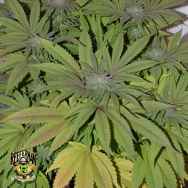 Reeferman Seeds Early Purple Kush